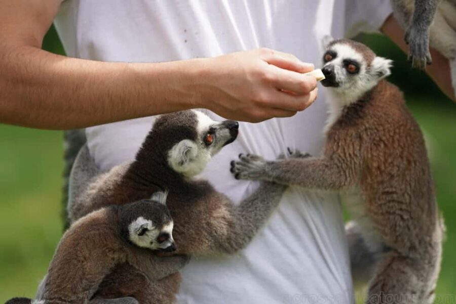 Antananarivo: Baobab Avenue & Kirindy Tours 4 Days/3 Nights - Why This Tour Offers Great Value