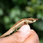 Antsiranana: Day tour in Amber Mountain (6 to 8 hour) - Discover Amber Mountain: An Adventurous Day in Madagascar’s Natural Wonder