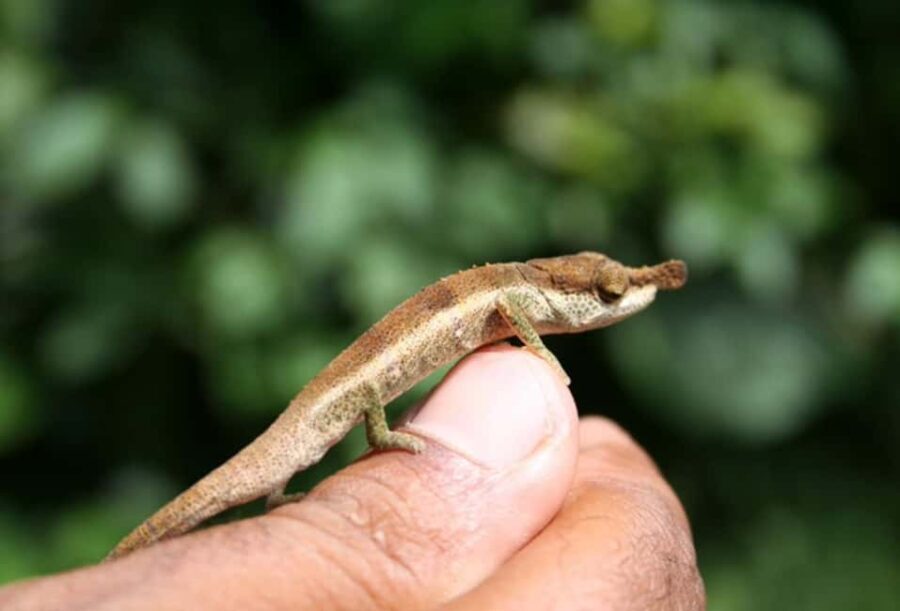 Antsiranana: Day tour in Amber Mountain (6 to 8 hour) - Discover Amber Mountain: An Adventurous Day in Madagascar’s Natural Wonder