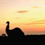 Apollo Bay: Dusk Discovery Great Ocean Road Wildlife Tour - The Experience Provider: Wildlife Wonders