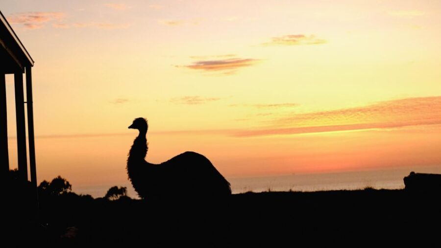 Apollo Bay: Dusk Discovery Great Ocean Road Wildlife Tour - The Experience Provider: Wildlife Wonders