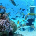 Aqua Safari Introductory Helmet Dive (Underwater Walk) - Why this experience feels special and worth the cost