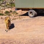 Aquila Private Game Reserve Full Day Safari - What’s Included and Why It Matters