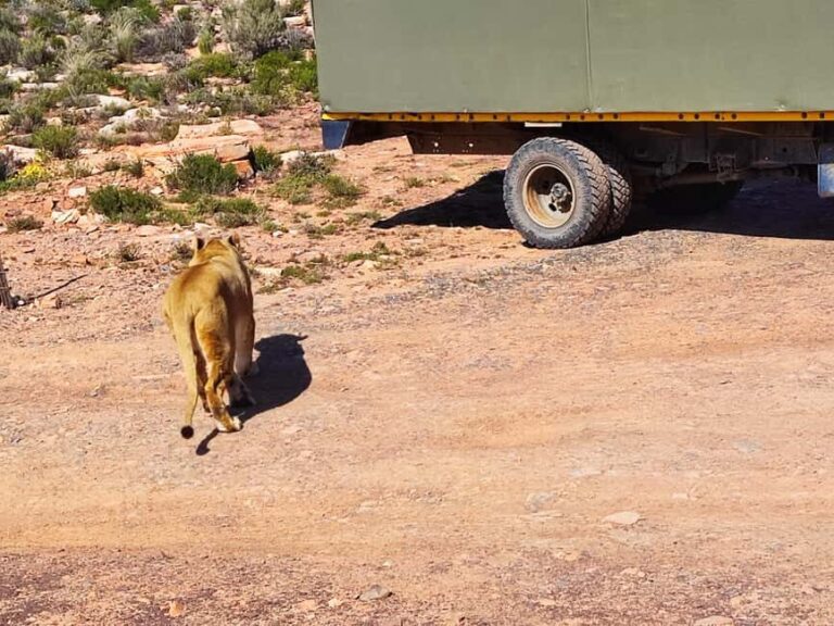 Aquila Private Game Reserve Full Day Safari - What’s Included and Why It Matters