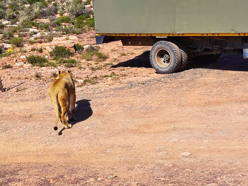 Aquila Private Game Reserve Full Day Safari - What’s Included and Why It Matters