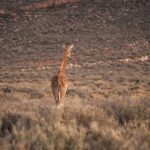 Aquila Private Game Reserve: Sunset Safari with Entry Fee - Additional Activities and Amenities