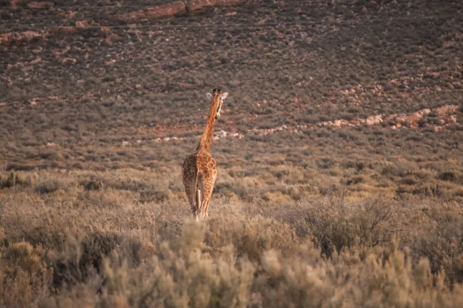 Aquila Private Game Reserve: Sunset Safari with Entry Fee - Additional Activities and Amenities