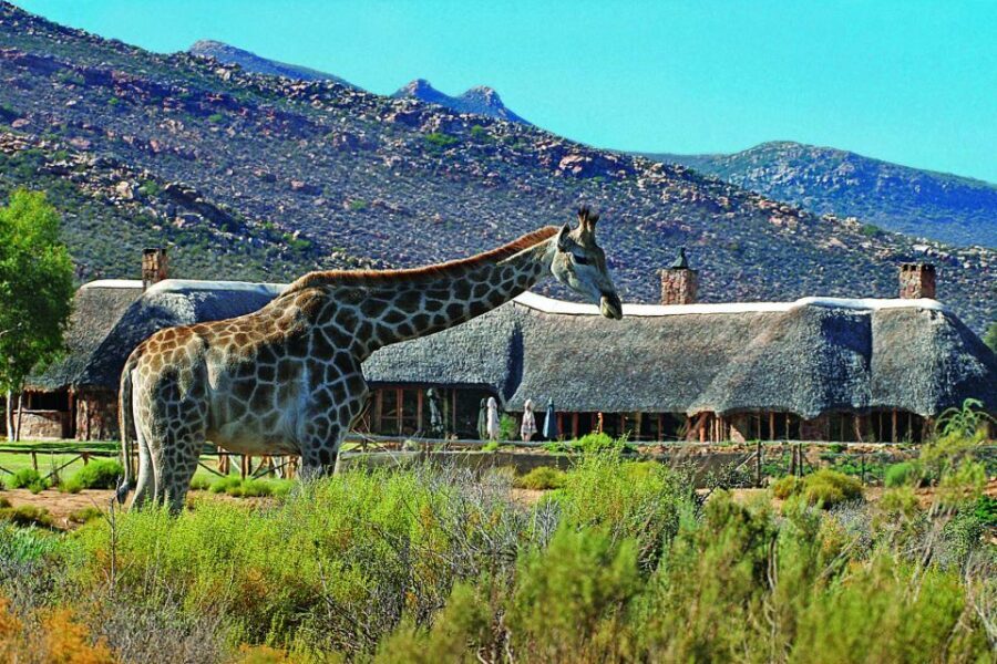 Aquila Reserve: Private Day Tour with Shared Game Drive - The Journey to Aquila Reserve
