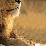 Aquila Reserve Safari with Lunch and Wine tasting - How the Tour Works: A Detailed Breakdown