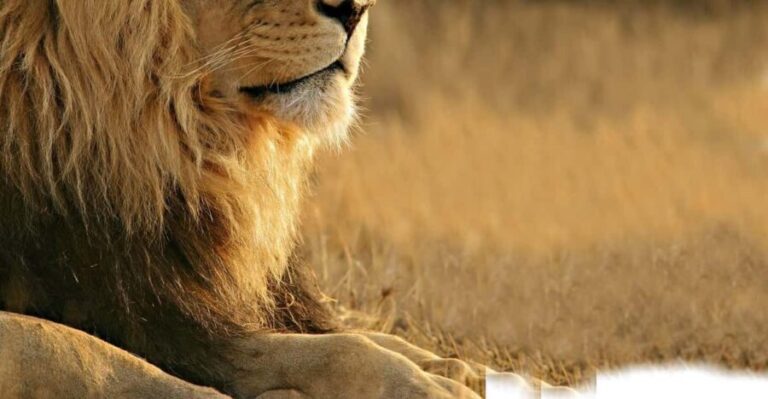 Aquila Reserve Safari with Lunch and Wine tasting - How the Tour Works: A Detailed Breakdown