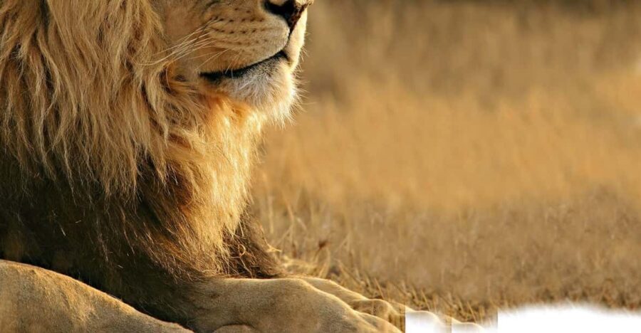 Aquila Reserve Safari with Lunch and Wine tasting - How the Tour Works: A Detailed Breakdown