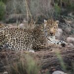 Aquila: Safari Game Drive - The Value and Cost