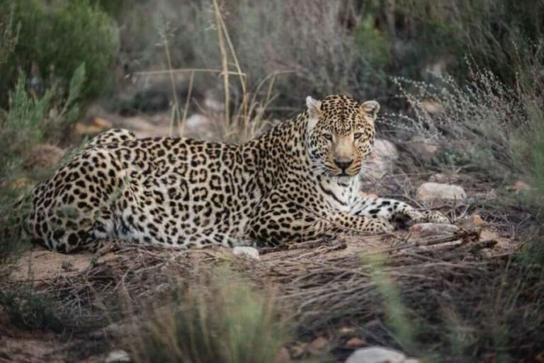 Aquila: Safari Game Drive - The Value and Cost