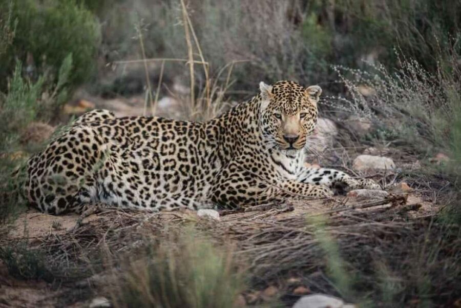 Aquila: Safari Game Drive - The Value and Cost