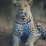 Aquila sunset safari Game reserve Group Tour - Detailed Breakdown of the Itinerary