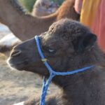 Around Marrakech: Camel Ride in Palm Groves including Tea - The Tour in Context: Value, Duration, and Group Size