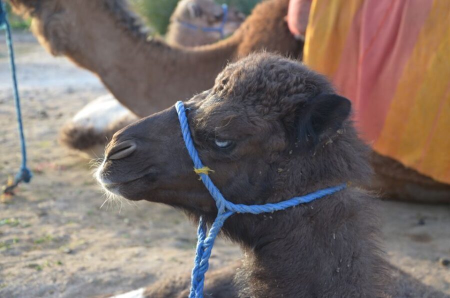 Around Marrakech: Camel Ride in Palm Groves including Tea - The Tour in Context: Value, Duration, and Group Size