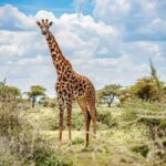 Arusha: 1-Day Wildlife Safari to Tarangire National Park - What’s Included and What to Bring