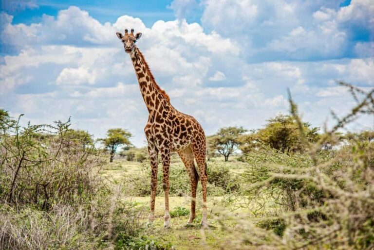 Arusha: 1-Day Wildlife Safari to Tarangire National Park - What’s Included and What to Bring