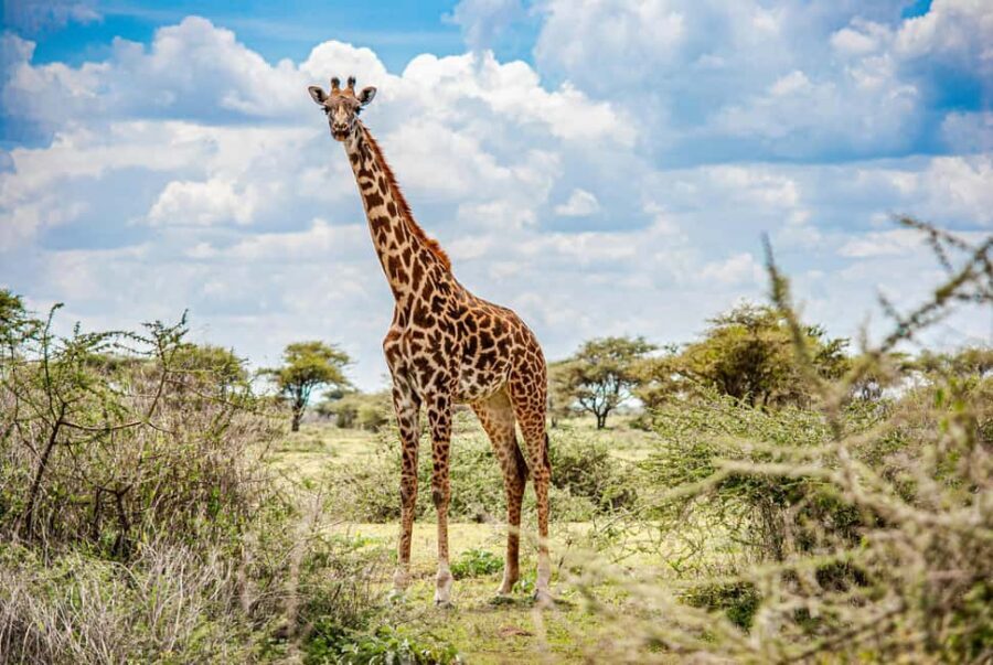Arusha: 1-Day Wildlife Safari to Tarangire National Park - What’s Included and What to Bring