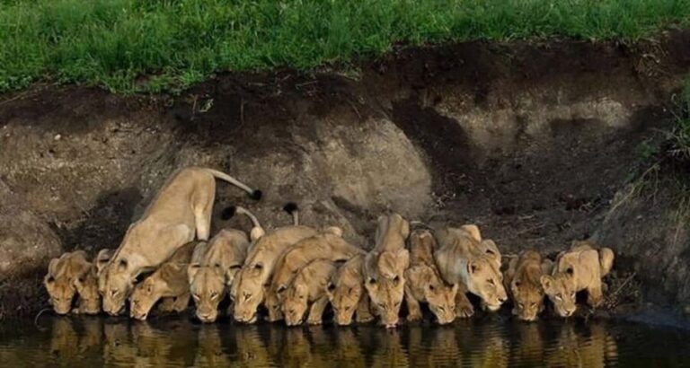 Arusha: 2-Day Camping Safari with Game Drives and Hikes - What You’ll Love About This Safari