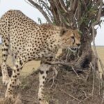 Arusha: 2-Day Ngorongoro Crater and Tarangire Safari - Final Thoughts: Is this safari right for you?