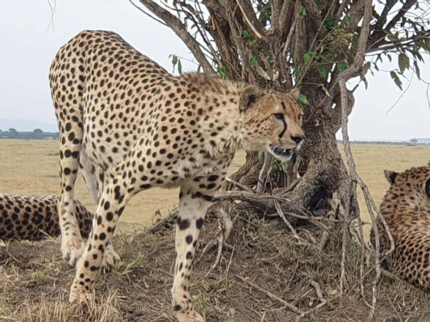 Arusha: 2-Day Ngorongoro Crater and Tarangire Safari - Final Thoughts: Is this safari right for you?