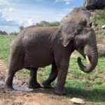 Arusha: 2-Day Safari to Tarangire National Park with Meals - Who Is This Safari Best For?