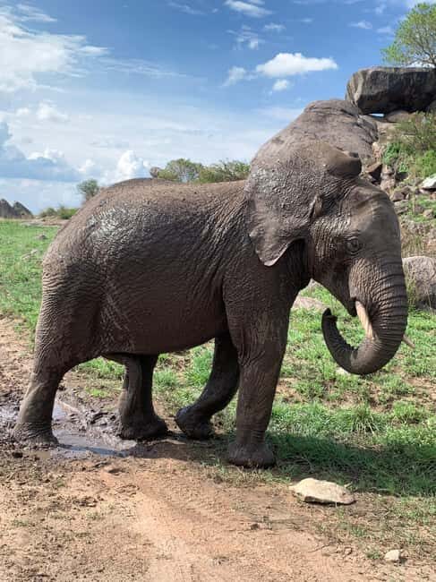 Arusha: 2-Day Safari to Tarangire National Park with Meals - Who Is This Safari Best For?