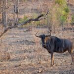 Arusha: 3-Day Lake Eyasi Trip and Safari - What’s Included and What to Keep in Mind