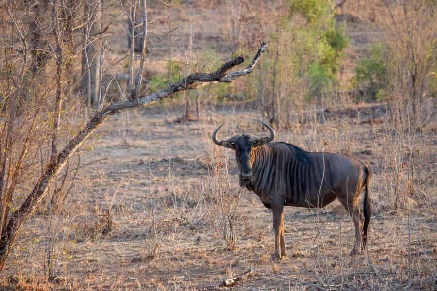 Arusha: 3-Day Lake Eyasi Trip and Safari - What’s Included and What to Keep in Mind