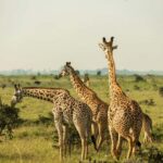 Arusha: 3-Day Materuni Waterfalls and Tarangire Safari - Practical Details and Value