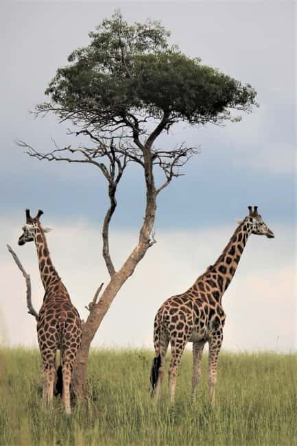 Arusha: 3-Day Safari to Tarangire and Ngorongoro Crater - What Makes This Tour Stand Out