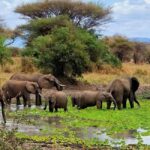 Arusha: 3-Day Safari to Tarangire, Lake Manyara & Ngorongoro - The Accommodation and Logistics