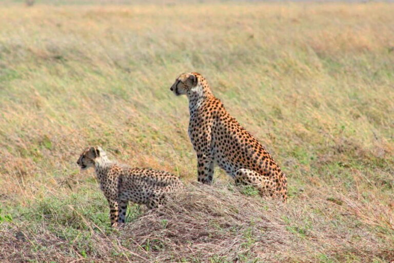 Arusha: 3-Day Safari with Hot Air Balloon for Honeymooners - What’s Included & What’s Not