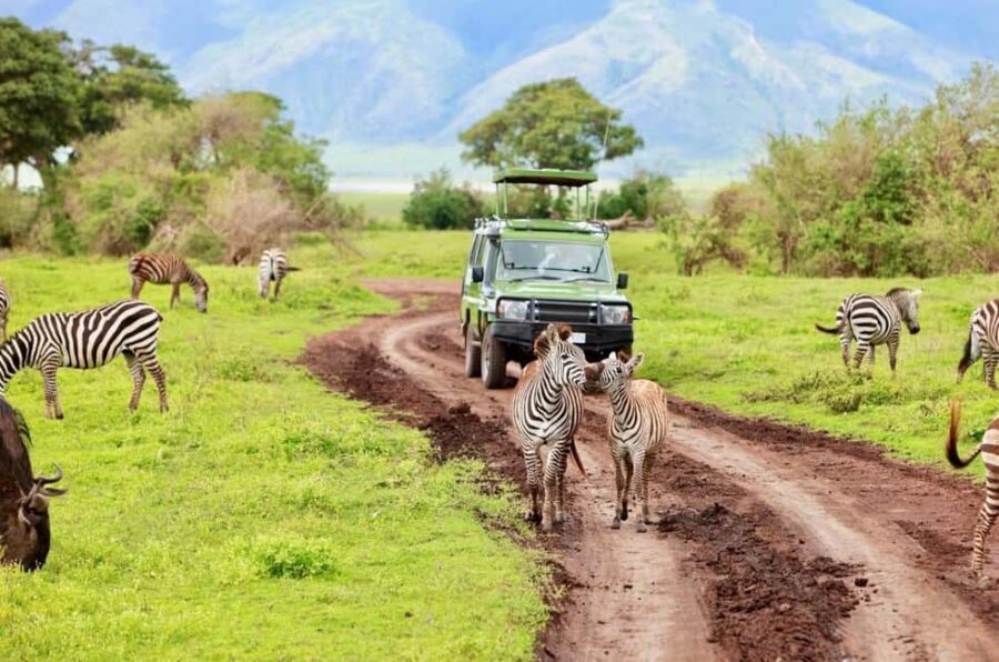 Arusha: 3-Day Serengeti and Ngorongoro Crater Safari - The Sum Up