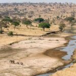 Arusha: 3-Day Tarangire National Park & Lake Natron Tour - Exploring Tarangire National Park: Nature’s Marvels