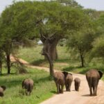 Arusha: 3-Days Serengeti Safari Thrills - What the Tour Includes and What to Consider