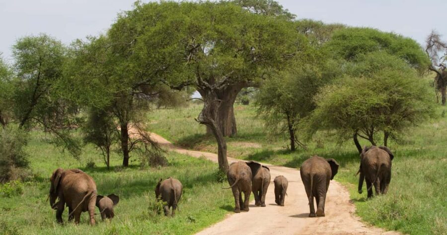 Arusha: 3-Days Serengeti Safari Thrills - What the Tour Includes and What to Consider