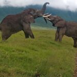 Arusha: 4-Day Budget Camping Safari - What’s Included and What’s Not