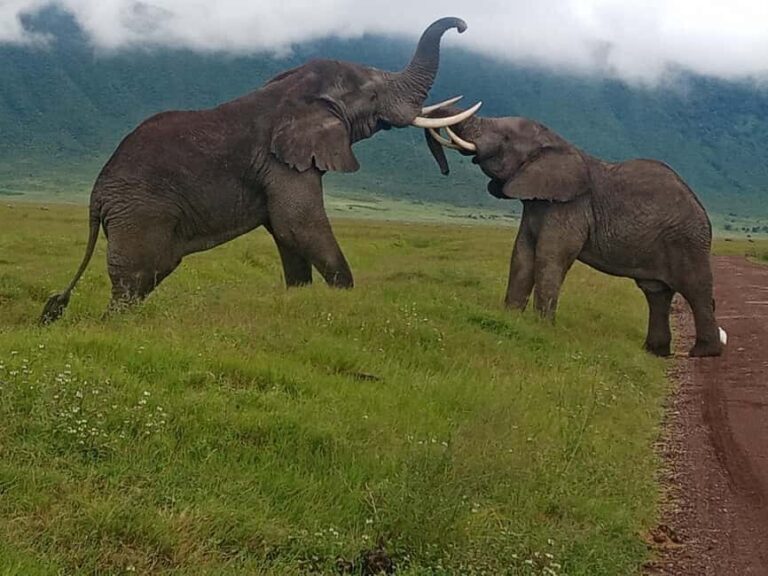 Arusha: 4-Day Budget Camping Safari - What’s Included and What’s Not