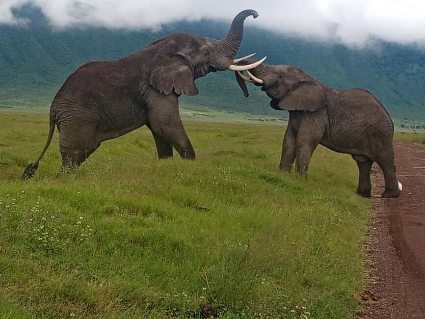 Arusha: 4-Day Budget Camping Safari - What’s Included and What’s Not