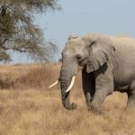 Arusha: 4-Day Ngorongoro, Tarangire, and Materuni Lodge Tour - What Makes This Tour Valuable?