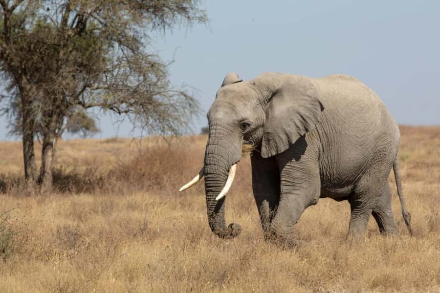 Arusha: 4-Day Ngorongoro, Tarangire, and Materuni Lodge Tour - What Makes This Tour Valuable?