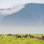 Arusha: 4-Day Safari to Serengeti and Ngorongoro Crater - Unpacking the Experience: A Detailed Look at the 4-Day Tanzania Safari