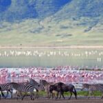 Arusha: 4-Day Safari to Tarangire, Ngorongoro & Lake Manyara - Practical Tips for Your Safari