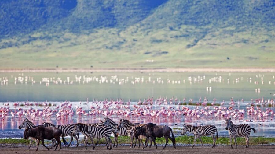 Arusha: 4-Day Safari to Tarangire, Ngorongoro & Lake Manyara - Practical Tips for Your Safari
