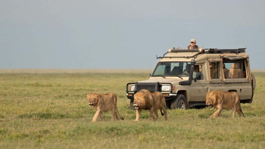 Arusha: 4-Day Safari to Tarangire, Ngorongoro & Lake Manyara - What’s Included & What to Consider