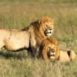 Arusha: 4-Day Safari to Tarangire, Serengeti, and Ngorongoro - What’s Included and What to Consider