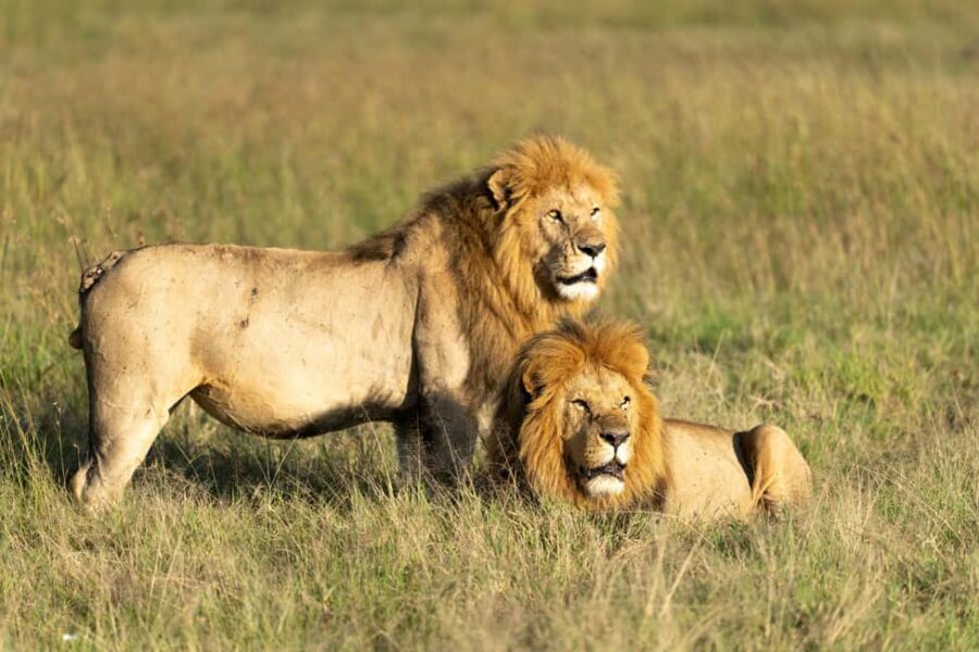 Arusha: 4-Day Safari to Tarangire, Serengeti, and Ngorongoro - What’s Included and What to Consider
